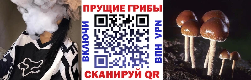 Галлюциногенные грибы мицелий blacksprut сайт Боровск где купить